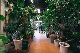 江戸川 区 観葉 植物