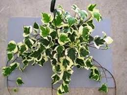 Hedera canariensis is a species of ivy (genus hedera) which is native to the atlantic coast in canary islands and northern africa. Hedera Canariensis Var Marengo Algerian Ivy Plants Landscape Design Garden Supplies