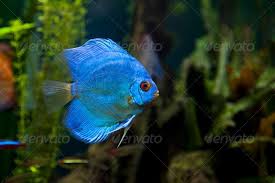Blue Diamond Discus Fish Discus Fish Tropical Fish Tanks Fish Pet