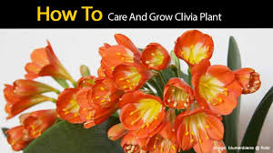 A mix made from composted pine bark is ideal. Clivia Care How To Grow Clivia Plants Plantcaretoday