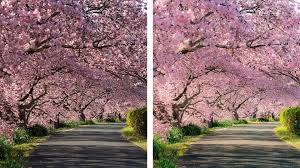 奥行き感のある写真に仕上げる―桜の風景