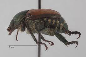 Nähert sich ein feind, verfällt der käfer in eine starre und spreizt seine beine von sich. Art Invasive Arten