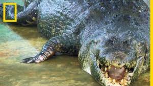 En plus, avec 5,5 mètres de long, il est il est d'ailleurs le plus gros crocodile en captivité du monde : Voici Lolong Le Plus Gros Crocodile Du Monde Youtube