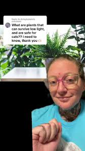 Large Low Light Indoor Plants Safe for Cats