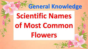 We did not find results for: Scientific Names Of Most Common Flowers Youtube