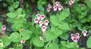 Image result for Diascia