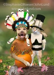 Funny Pet Picture Of Thanksgiving Pets Funny Animal Pictures Animal Pictures Funny Animals