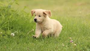 Learn more about sunkissed golden retrievers in new hampshire. Welcome To Windy Knoll Goldens Breeders Of Akc Registered Golden Retriever Puppies Windy Knoll Golden Retrievers