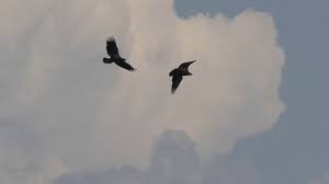 The young eagle must learn to fly, hunt, and fend for itself in. Juvenile Bald Eagles Flying High Youtube
