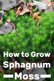 Its capillary structure makes it very absorbent. How To Grow Sphagnum Moss Garden Tabs