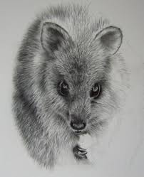 Quokka Drawing Animal Drawings Quokka Happy Animals