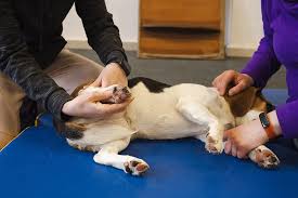 The Role of Physical Therapy in Post-Surgery Recovery for Dogs | The Canine  Co-Lab