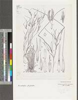 Image result for Anadelphia