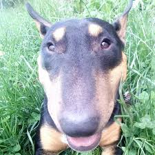 Image result for bulteriér