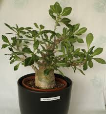Image result for Pachypodium lealii