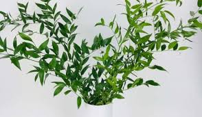 Flower pot buyers and buying leads. Wholesale Flowers Bulk Flowers Washington Cascade Floral Wholesale