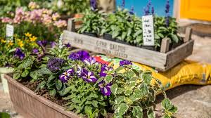 Frühjahrsblüher oder frühlingsblumen sind die ersten blühenden pflanzen, welche sich im garten. Bienenfreundliche Blumen Fur Den Balkon Ndr De Ratgeber Garten