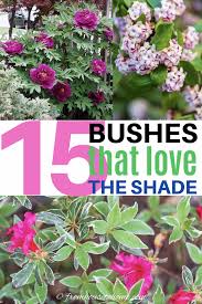 We did not find results for: 21 Evergreens For Shade Ideas Evergreens For Shade Shade Loving Shrubs Plants Under Trees