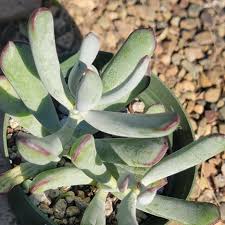 Image result for Cotyledon orbiculata