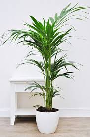 Kentia Palme Tuff Howea Forsteriana Kentia Palme Pflanzen Zimmerpflanze Palme