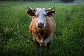 In multiple choice and fill in the blank you will pick what the animal's name is in spanish or write it out. 100 Animal Quiz Questions And Answers The Ultimate Animal Trivia Quiz