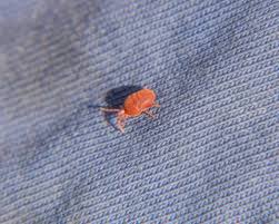 Get Rid Of Those Tiny Black Bugs In Your House Near The Windows - Minnesota  Exteriors