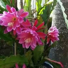 Dalam bahasa jawa kuno, wijaya berarti kemenangan/keberhasilan dan kusuma berarti bunga.3. Pt Nawa Wijaya Kusuma Ciputra Mitra Hospital Banjarmasin Hospitals Projects Sebagai Contoh Bunga Dari Wijaya Kusuma Ini Hanya Dapat Memekar Laa Utd