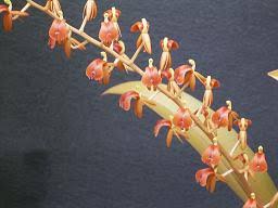 Image result for Liparis mulindana