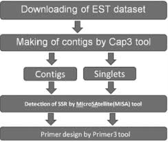 Image result for Cyamopsis serrata