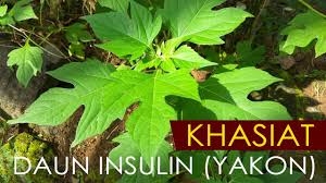 Banyak lagi rempah2 dan kayu gaharu sembuhkan diabetes. Khasiat Daun Insulin Yakon Youtube