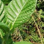 Image result for Sabicea venosa