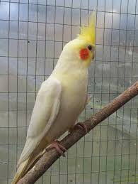 Lutino cockatiel in the aviary, popular color mutation in aviculture, tropical bird specie from australia. Cinnamon Lutino Cockatiel Cockatiel Cockatiel Care Tiel