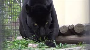 What was the name of the black panther in the jungle book? Real Bagheera From Jungle Book Black Panther Youtube