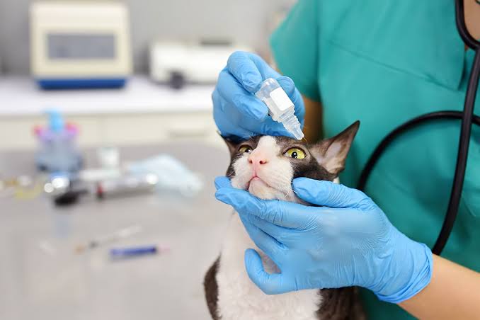 Dry Eye Syndrome in Pets: Symptoms and Long-Term Management - Veterinary  Vision Center