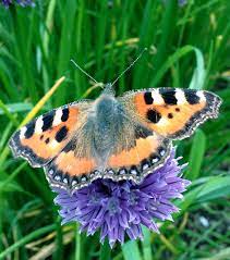 Small Tortoiseshell Butterfly Aglais Urticae Welovegrowingstuff