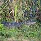 October Hike at Ritch Grissom Memorial Wetlands event image