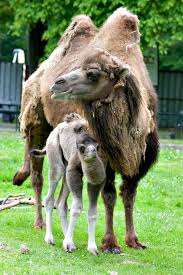 Now let us see how much do polar bear cubs weigh at birth. Camel Zooborns