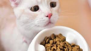 Makanan kucing pabrikan yang di sarankan untuk kucing kesayanganmu. Rekomendasi Makanan Kucing Anggora Biar Cepat Gemuk