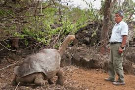 You can tell by the feet and how the shell is more rounded. Remembering The Story Of Lonesome George In The Galapagos Islands