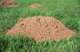 I've tried most everything and nothing has worked except have lots of patience get up at daybreak and wait until the molehill starts pushing up then take a shovel and dig as fast as you can under him and pop him out of the ground. How To Get Rid Of Yard Moles Fast