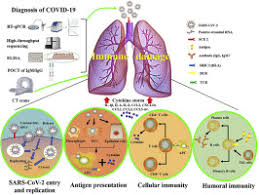 Molecular Immune Pathogenesis And Diagnosis Of Covid 19 Sciencedirect