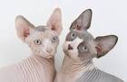 Sphynx Kittens For Sale by Reputable Breeders | Pets4You