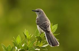 Black Bird With Long Tail Feathers In Texas Mockingbird Wikipedia The Free Encyclopedia State Birds Backyard Birds Bird