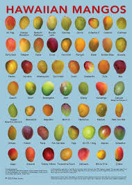Vietnamese Mango The Tasty Island Who Knew There Were So Many Kinds And These Are Just The Hawaiian Mango Mango Varieties Mango Hawaiian Food