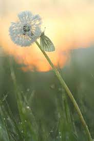 Pin On Flowers