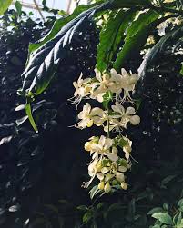Image result for Clerodendrum fuscum