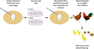Okay, the question is, can chickens eat blueberries? Direct Allele Introgression Into Pure Chicken Breeds Using Sire Dam Surrogate Sds Mating Nature Communications