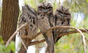 Pin On Birds Australia