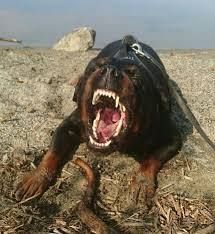 Pin By Suzy Chong On Welpen In 2020 Rottweiler Scary Dogs Dog Breeds