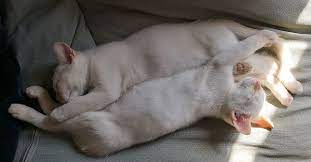 Hd Wallpaper Kitten Cat Sleep Cuddle White Sun Domestic Domestic Cat Wallpaper Flare